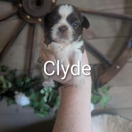 Clyde - Liver and white male Shih Tzu puppy in Poultney, Vermont from Morgan's Shih Tzus