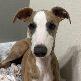 Denver - Red brindle Whippet puppy in Katy, Texas from Texas Diamond Whippets