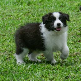 Border Collie Puppies from Shorewind Border Collies