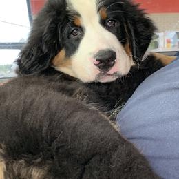 Bernese Mountain Dog Puppies from D’S Bernese Mountain Dogs