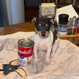 Pup L2 - White black and tan male Toy Fox Terrier puppy in Clermont, Florida from Debbie Hiles's Toy Fox Terriers