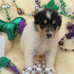 Val - White female Collie puppy in Carencro, Louisiana from Cajun Bayou's Collies LLC