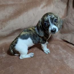 4 Smudge - Brindle female Dachshund puppy in Central Point, Oregon from MRS Long Dog Ranch