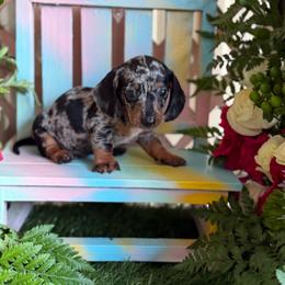 Coca-Cola - Dapple female Dachshund puppy in Wills Point, Texas from Duck Creek Farm