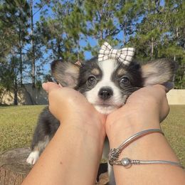 Ayla - Black and white female American Corgi puppy in Florida from Sunrise Corgis