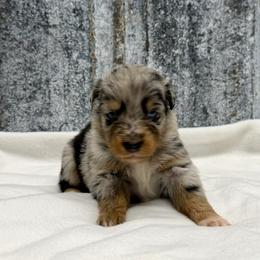 Tucker - Blue merle male Australian Shepherd puppy in Oak Hill, Florida from Swingin T Ranch LLC