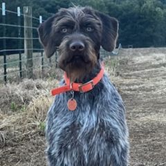 German Wirehaired Pointers from Triple Springs Farm