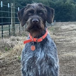 German Wirehaired Pointers from Triple Springs Farm