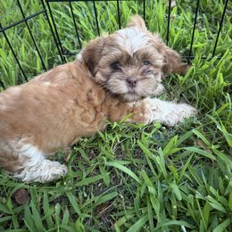 Titan - Brown and white male Shichon puppy in Mason City, Iowa from Nebula Nest