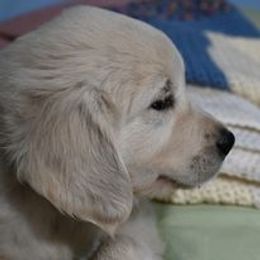 Golden Retriever Puppies from Smokey Mountain English Goldens