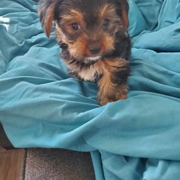 Yorkshire Terrier Puppies from Sugar Nana Yorkies
