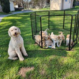 Goldendoodle Puppies from Doodle Love 559