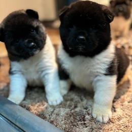 Akita Puppies from TLC Akitas