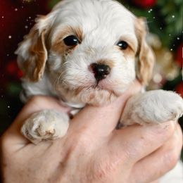 Red collar boy - White male Cavapoo puppy in Gilbert, Arizona from Azbernedoodlepuppies