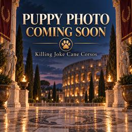 Marcellus-Blue Collar - Black male Cane Corso puppy in Stilwell, Oklahoma from Killing Joke Kennels