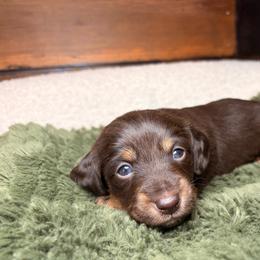 Clover - Chocolate and tan male Dachshund puppy in Washburn, Tennessee from Clinch Mountain Dachshunds