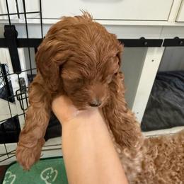 Theo - Chocolate and tan male Shih Tzu puppy in Lawrenceville, Georgia from Private Home