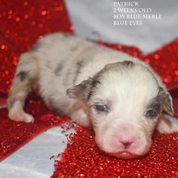 Patrick - Blue merle male Miniature Australian Shepherd puppy in Patterson, North Carolina from DreamLine Aussies