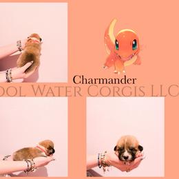 Charmander - Red male Pembroke Welsh Corgi puppy in Kiowa, Colorado from Cool Water Corgis LLC