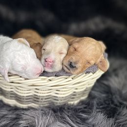 Goldendoodle Puppies from Smith Family Doodles