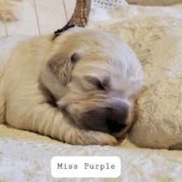 Golden Retriever Puppies from Light Hill Goldens