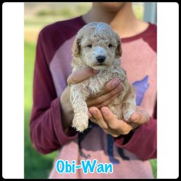 Poodle Puppies from Baird Poodles
