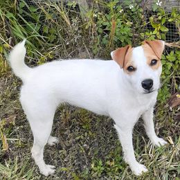 Fritzy - Jack Russell Terrier