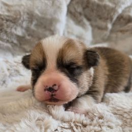 Dewi - Red male Pembroke Welsh Corgi puppy in Lake Elsinore, California from Rose Petal Corgis
