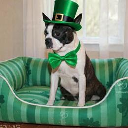 Freedom - Boston Terrier