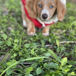 Dachshund Puppies from Lee’s Legendary Lines