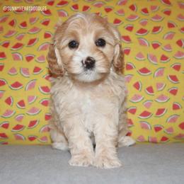 Harbor - Apricot female Australian Labradoodle puppy in Hackettstown, New Jersey from Sunny Heart Doodles