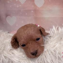 Indie - Apricot female Goldendoodle puppy in Rising Sun, Indiana from Ruby Lane Doodles