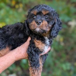 Autumn - Black and tan female Cavapoo puppy in Coshocton, Ohio from Forever Family Puppies