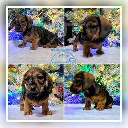 Penelope (Green) - Red female Dachshund puppy in Moses Lake, Washington from Invading Dachshunds : AKC Miniature Wirehairs
