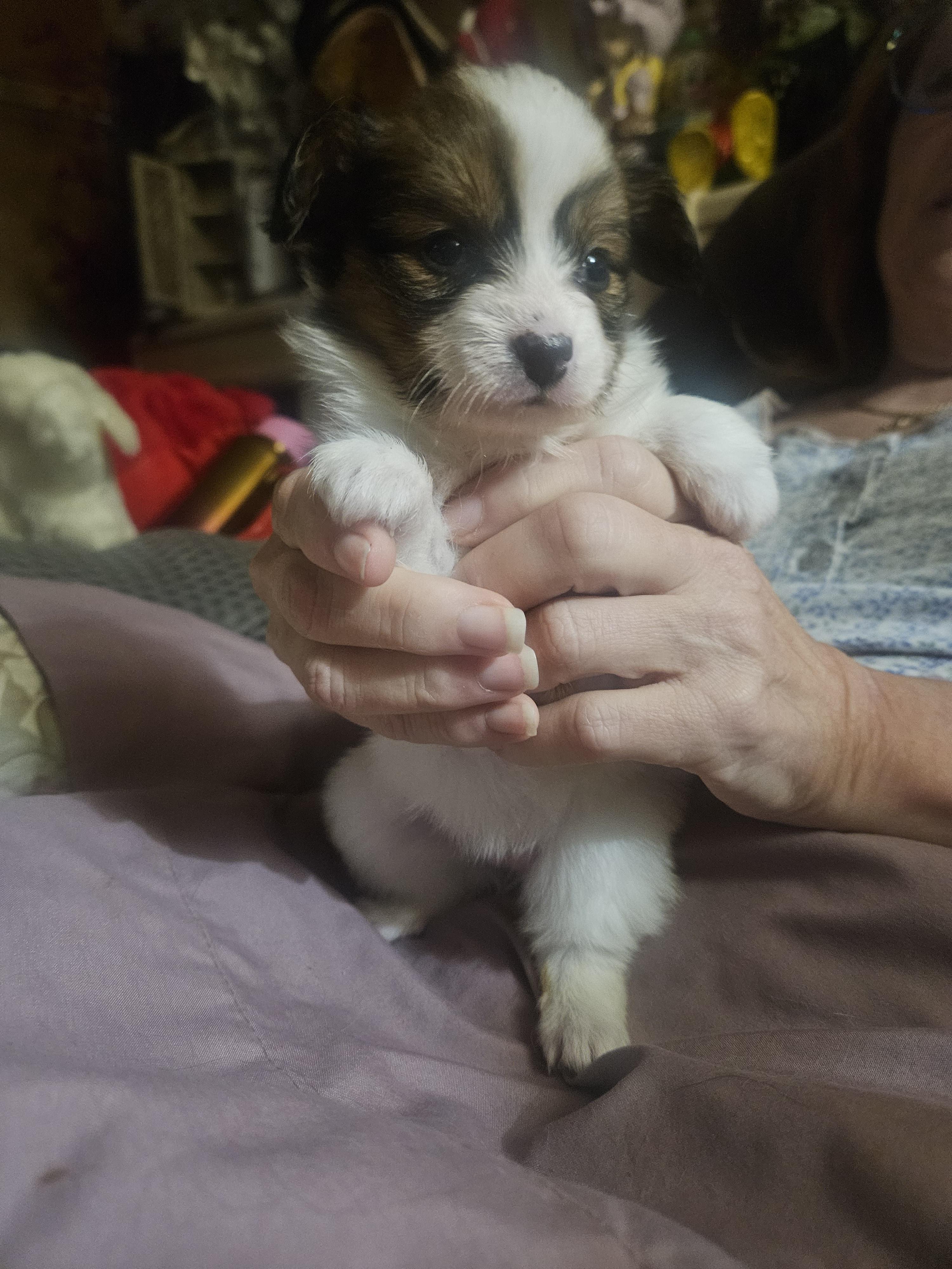 Diamond is a beautiful little puppy with a diamond in the middle of her blaze - Red white and sable female Papillon puppy in Middletown, New York from Patti's Pappi Puppies (Puppies due end of July!!!)