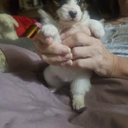 Diamond is a beautiful little puppy with a diamond in the middle of her blaze - Red white and sable female Papillon puppy in Middletown, New York from Patti's Pappi Puppies  (Puppies due end of July!!!)