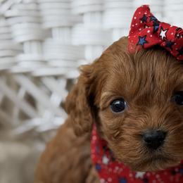 Cavapoos and Maltipoos from Bluebonnett Maltipoos and Cavapoos