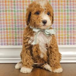 Kristoph - Tri-color male Bernedoodle puppy in Russell Springs, Kentucky from 270 Doodles