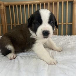 Orange collar male - Red and white male Saint Bernard puppy in Albany, Georgia from Magnolia Saint Bernards