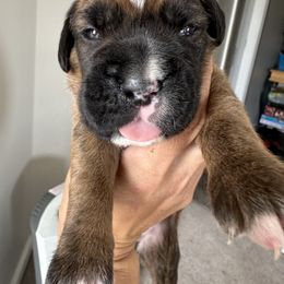 Boxer Puppies from Sweet Carolinas Boxer Babies