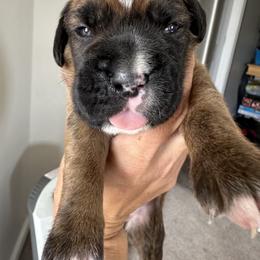 Boxer Puppies from Sweet Carolinas Boxer Babies