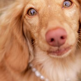 Dachshunds from Duchess Daphne's Doxie Empire