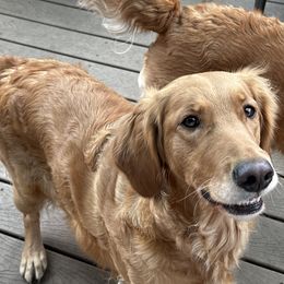 Harlow - Golden Retriever