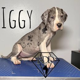 Iggy - Mantle merle Great Dane puppy in Huntsville, Alabama from Rough Diamond Danes