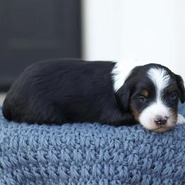 Jack - Tri-color male Bernedoodle puppy in Yuba City, California from Ranch House Doodles