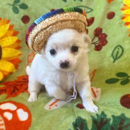 Gru (pet only) - Cream male Chihuahua puppy in Seneca, Missouri from Stephanie’s Puppy Colony