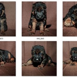 German Shepherd Puppies from Brimka Haus German Shepherds