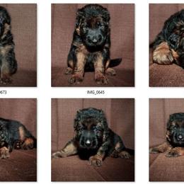 German Shepherd Puppies from Brimka Haus German Shepherds