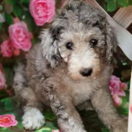 Willa - Blue merle and white female Sheepadoodle puppy in Seaman, Ohio from Ohio Valley Sheepadoodles
