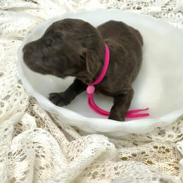 Berry - Chocolate female Labradoodle puppy in Candler, North Carolina from Maple Bakin’ Doodles